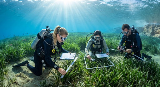 Buceadores en praderas de Posidonia